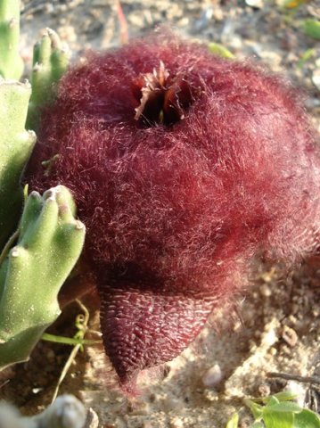 Stapelia hirsuta var. hirsuta taking hairiness far